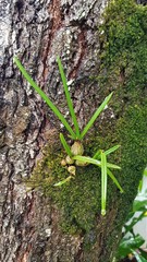 Dendrobium canaliculatum
