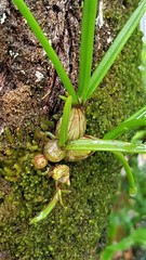 Dendrobium canaliculatum