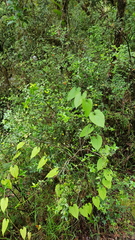 Alyxia oblongata