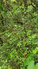 Alyxia oblongata