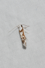 Lichenaula laniata