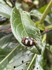 Epilachna riveti