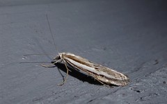 Orocrambus vittellus