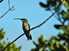 Anthracothorax aurulentus