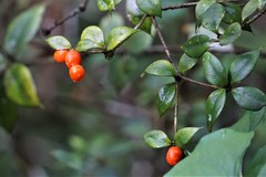 Alyxia oblongata