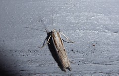 Orocrambus vittellus