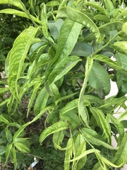 Cestrum glanduliferum