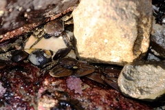 Petrolisthes manimaculis