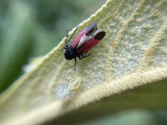 Cardioscarta flavifrons