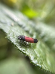 Cardioscarta flavifrons