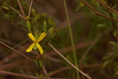 Hypericum suffruticosum