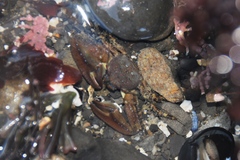 Petrolisthes manimaculis