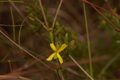 Hypericum suffruticosum