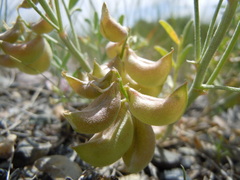 Astragalus geyeri