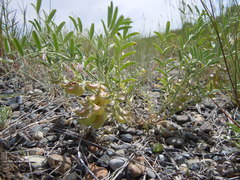 Astragalus geyeri
