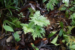 Selaginella longipinna