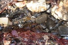 Petrolisthes manimaculis