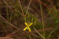 Hypericum suffruticosum