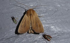 Ichneutica blenheimensis