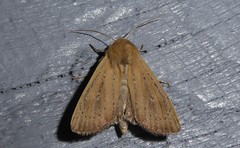 Ichneutica blenheimensis