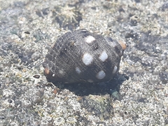 Acanthais brevidentata