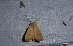 Ichneutica blenheimensis