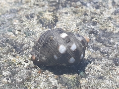 Acanthais brevidentata