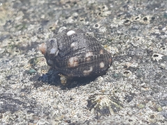 Acanthais brevidentata