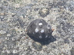 Acanthais brevidentata