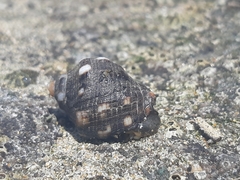 Acanthais brevidentata