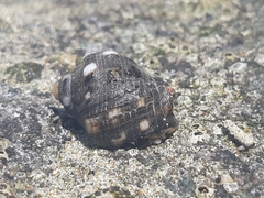 Acanthais brevidentata