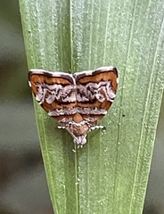 Choreutis periploca