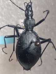 Scaphinotus angusticollis