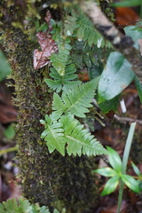 Davallia repens