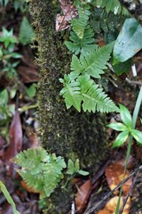 Davallia repens