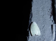 Nymphostola galactina