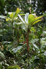 Cordyline cannifolia
