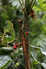 Cordyline cannifolia