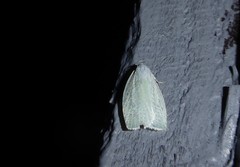Nymphostola galactina
