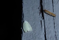 Nymphostola galactina