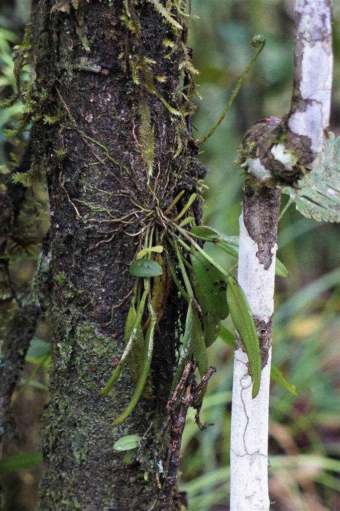 Dendrobium taylorii (F.Muell.) F.M.Bailey