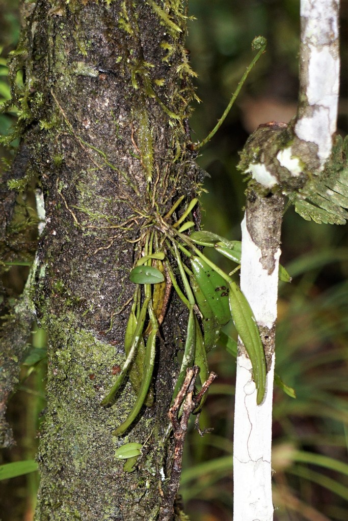 Dendrobium taylorii (F.Muell.) F.M.Bailey 2