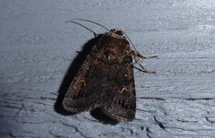 Proteuxoa tetronycha