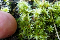 Rosulabryum subtomentosum