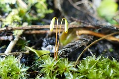 Rosulabryum subtomentosum