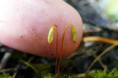 Rosulabryum subtomentosum