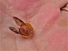 Harmonia vigintiduomaculata