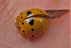 Harmonia vigintiduomaculata
