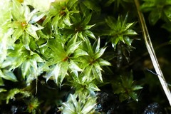 Rosulabryum subtomentosum