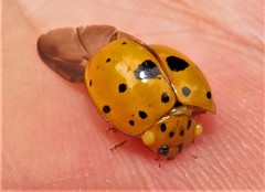 Harmonia vigintiduomaculata